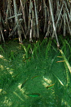 Red Mangrove (Rhizophora mangle) and fish. Sian Ka'an Biosphere Reserve, Quintana Roo, Yucatan Peninsula, Mexico.