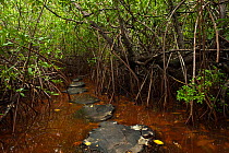 Stepping stones through Red Mangrove (Rhizophora mangle). Sian Ka'an Biosphere Reserve, Quintana Roo, Yucatan Peninsula, Mexico.