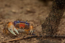 Blue Land Crab (Cardisoma sp). Sian Ka'an, Biosphere Reserve, Quintana Roo, Yucatan Peninsula, Mexico.