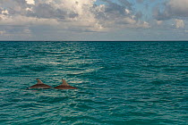 Two Common Bottlenose Dolphin (Tursiops truncatus) at the sea surface. Punta Allen, Sian Ka'an Biosphere Reserve, Quintana Roo, Yucatan Peninsula, Mexico.