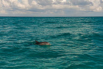 Common Bottlenose Dolphin (Tursiops truncatus) at the sea surface. Punta Allen, Sian Ka'an Biosphere Reserve, Quintana Roo, Yucatan Peninsula, Mexico.