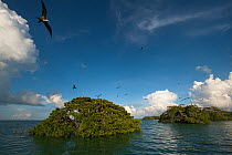 Magnificent Frigatebirds (Fregata magnificens) in flight over mangrove trees. Sian Ka'an Biosphere Reserve, Quintana Roo, Yucatan Peninsula, Mexico.