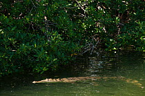 American or River Crocodile (Crocodylus acutus) at water surface. Sian Ka'an Biosphere Reserve, Quintana Roo, Yucatan Peninsula, Mexico.