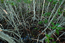 Red Mangrove (Rhizophora mangle). Punta Allen, Sian Ka'an Biosphere Reserve, Quintana Roo, Yucatan Peninsula, Mexico.