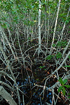 Red Mangrove (Rhizophora mangle). Punta Allen, Sian Ka'an Biosphere Reserve, Quintana Roo, Yucatan Peninsula, Mexico.