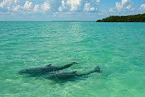 Two Common Bottlenose Dolphin (Tursiops truncatus) at sea surface. Punta Allen, Sian Ka'an Biosphere Reserve, Quintana Roo, Yucatan Peninsula, Mexico.