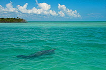 West Indian Manatee or Caribbean Manatee (Trichechus manatus) at the surface. Punta Allen, Sian Ka'an Biosphere Reserve, Quintana Roo, Yucatan Peninsula, Mexico.