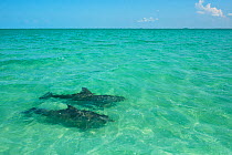 Two Common Bottlenose Dolphin (Tursiops truncatus) in shallow water. Punta Allen, Sian Ka'an Biosphere Reserve, Quintana Roo, Yucatan Peninsula, Mexico.