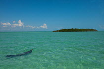 West Indian Manatee / Caribbean Manatee (Trichechus manatus) in shallow water. Punta Allen, Sian Ka'an Biosphere Reserve, Quintana Roo, Yucatan Peninsula, Mexico.