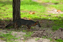 Gray Fox (Urocyon cinereoargenteus). Punta Allen, Sian Ka'an Biosphere Reserve,Quintana Roo,Yucatan Peninsula, Mexico.