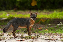 Gray Fox (Urocyon cinereoargenteus). Punta Allen, Sian Ka'an Biosphere Reserve,Quintana Roo,Yucatan Peninsula, Mexico.