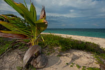 Coconut Palm (Cocos nucifera) growing from a seed on a beach. Punta Allen, Sian Ka'an Biosphere Reserve, Yucatan Peninsula, Mexico.