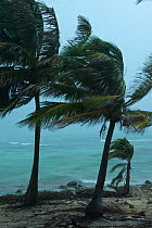 Coconut Palm (Cocos nucifera) in storm. Punta Allen, Sian Ka'an Biosphere Reserve, Yucatan Peninsula, Mexico, November 2009.