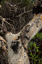 Black Iguana (Ctenosaura similis) climbing a tree. Sian Ka'an Biosphere Reserve, Yucatan Peninsula, Mexico.