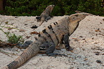 Black Iguanas (Ctenosaura similis) on sand. Sian Ka'an Biosphere Reserve, Yucatan Peninsula, Mexico.