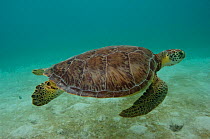 Green Turtle (Chelonia mydas) swimming underwater. Sian Ka'an Biosphere Reserve,~Quintana Roo, Yucatan Peninsula, Mexico.