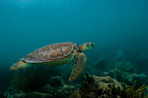 Green Turtle (Chelonia mydas) swimming underwater. Sian Ka'an Biosphere Reserve, Quintana Roo, Yucatan Peninsula, Mexico.