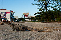 Black Iguana (Ctenosaura similis) in urban setting. Cancun, Yucatan Peninsula, Mexico.