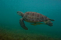 Green Turtle (Chelonia mydas) swimming with Remora underwater. Sian Ka'an Biosphere Reserve, Quintana Roo, Yucatan Peninsula, Mexico.