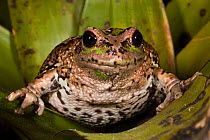 Portrait of a Riobamba Marsupial Frog (Gastrotheca riobambae). Andes, Ecuador, South America.