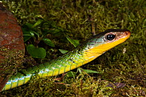 Sipo Snake (Chironius exoletus) head in profile. Captive. Endemic to Mindo Cloud Forest, Ecuador.
