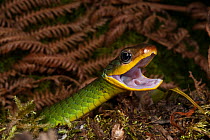 Sipo Snake (Chironius exoletus) with its mouth open as a threat display. Captive. Endemic to Mindo Cloud Forest, Ecuador.
