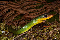 Sipo Snake (Chironius exoletus) head. Captive. Endemic to Mindo Cloud Forest, Ecuador.