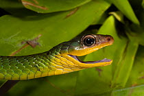 Sipo Snake (Chironius exoletus) head in profile with mouth open. Captive. Endemic to Mindo Cloud Forest, Ecuador.