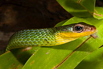 Sipo Snake (Chironius exoletus) portrait. Captive. Endemic to Mindo Cloud Forest, Ecuador.
