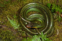 Sipo Snake (Chironius exoletus) coiled. Captive. Endemic to Mindo Cloud Forest, Ecuador.