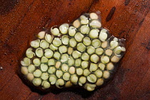 Spiny Cochran Glass Frog Eggs (Teratohyla spinosa). Choco Region of north western Ecuador. South America.
