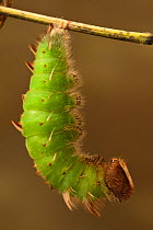 Achilles Morpho Caterpillar Pupating (Morpho achilles). Napo River bordering Yasuni National Park, Amazon Rainforest, Ecuador.