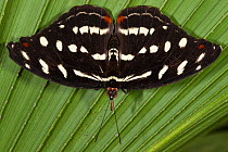 Orange-banded Shoemaker Butterfly (Catonephele orites) female on leaf. Napo River bordering Yasuni National Park, Amazon Rainforest, Ecuador.