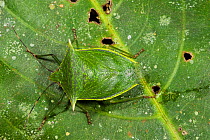 Shield Bug (Pentatomoidea) on a leaf. Napo River bordering Yasuni National Park, Amazon Rainforest Ecuador.