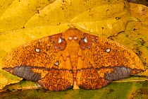 Imperial Moth (Saturniidae) on a leaf. Napo River bordering Yasuni National Park, Amazon Rainforest  Ecuador, South America.