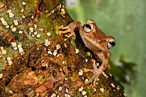 Amazon Treefrog (Hypsiboas (nympha?). Napo River bordering Yasuni National Park, Amazon Rainforest, South America.