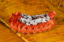 Hairy Caterpillar exhibiting warning colors due to the fact that it has severe erticating hairs which cause a painful reaction on the skin. Napo River bordering Yasuni National Park, Amazon Rainforest...