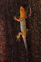 O'Shaughnessy's / Collared / Diurnal Dwarf Gecko Gecko (Gonatodes concinnatus). Napo River bordering Yasuni National Park, Amazon Rainforest Ecuador.