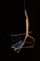 Net Casting Spider (Deinophidae) with spun net. Napo River bordering Yasuni National Park, Amazon Rainforest, Ecuador.