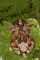 Marbled Treefrog (Dendropsophus marmoratus) Napo River bordering Yasuni National Park, Amazon Rainforest, Ecuador.