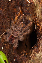 Tarantula (Theraphosidae) on bark. Napo River bordering Yasuni National Park, Amazon Rainforest Ecuador.