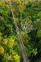 Canopy Walkway, 275m long, 36m high rigid walkway, at Sacha Lodge. Napo River bordering Yasuni National Park, Amazon Rainforest Ecuador.
