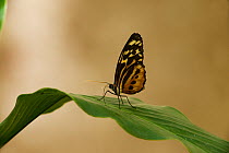 Tigerwing / Tiger Butterfly (Tithorea harmonia), Napo River bordering Yasuni National Park, Amazon Rainforest, Ecuador.