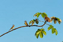 Tropical Kingbird (Tyrannus melancholicus). Napo River bordering Yasuni National Park, Amazon Rainforest, Ecuador.