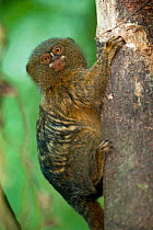 Pygmy Marmoset (Cebuella pygmaea) clinging to tree trunk. Napo River bordering Yasuni National Park, Amazon Rain Forest, Ecuador.