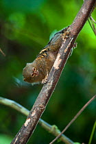 Pygmy Marmoset (Cebuella pygmaea) climbing down a branch. Napo River bordering Yasuni National Park, Amazon Rain Forest, Ecuador.