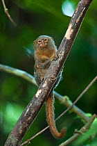 Pygmy Marmoset (Cebuella pygmaea) perching on branch. Napo River bordering Yasuni National Park, Amazon Rain Forest, Ecuador.