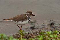 Three-banded Plover / Three-banded Sandplover(Charadrius tricollaris) in shallow water. Kruger National Park, South Africa, December.
