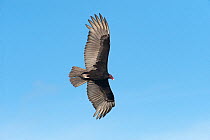 Turkey Vulture (Cathartes aura) in flight. Sian Ka'an Biosphere Reserve, Quintana Roo,Yucatan Peninsula, Mexico.