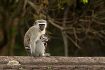 Vervet Monkey (Chlorocebus / Cercopithecus pygerythrus) mother with baby. Amanzimtoti, Kwazulu Natal, South Africa, November.